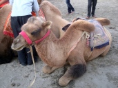 A forlorn-looking baby camel. Couldn't bear to ride one of these - they didn't look like they were treated well at all