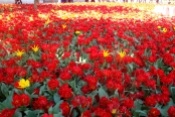 A sea of tulips at the Topkapi Palace, Istanbul