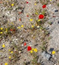 Bright red poppies and daisies spring up between the ruins of Hierapolis in Pamukkale