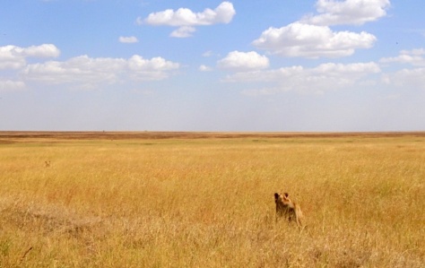 Lions survey the plains of Central Serengeti